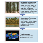 Biology Chapter 13 - Ecology - Organisms and Ecosystems